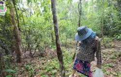 หนังXไทยสาวเลี้ยงวัวริมป่า เงี่ยนหีขึ้นมา หนุ่มเก็บของป่าเดินแก้ผ้าถอกควยยืนเย็ดหีกันอย่างคุ้นเคย  